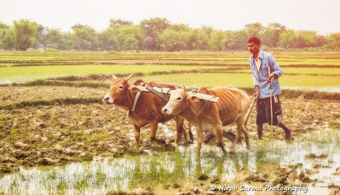 goru-bihu-bohag-bihu