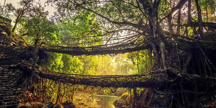 Double Decker Living Root Bridge