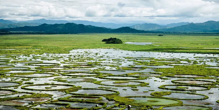 A picture of the floating biomass with rich nutrients for plant growth, locally known as ‘phumdis’ at the Loktak Lake